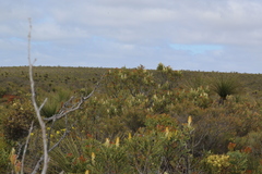 Petrophile shuttleworthiana