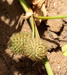 Medicago intertexta ciliaris