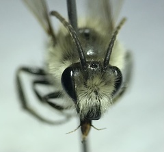 Colletes validus