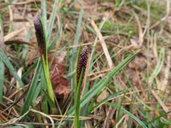 Carex ericetorum