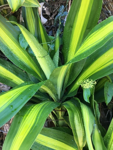 Dracaena fragrans - Whole tree