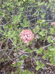 Viburnum carlesii