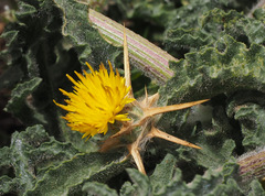 Centaurea procurrens