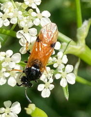 Arge melanochra