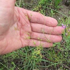 Spermolepis inermis