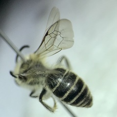 Colletes validus