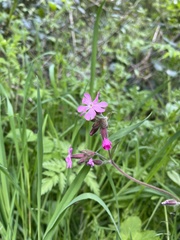 Silene dioica