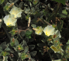 Convolvulus secundus