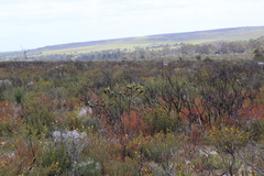 Macropidia fuliginosa