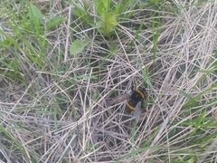 Bombus