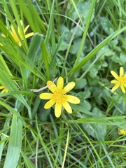 Ficaria verna