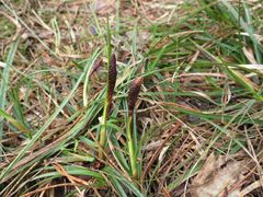 Carex ericetorum