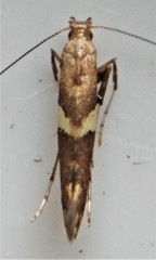 Caloptilia umbratella