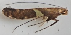 Caloptilia umbratella