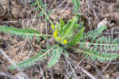 Astragalus buchtormensis