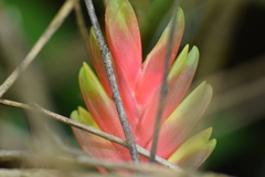 Vriesea carinata