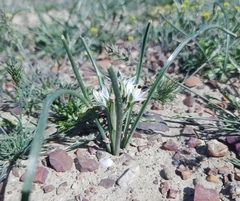 Ornithogalum navaschinii