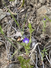 Githopsis specularioides