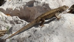 Sceloporus nelsoni