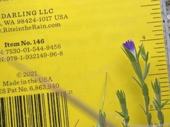 Githopsis specularioides