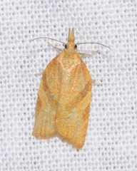 Sparganothis senecionana