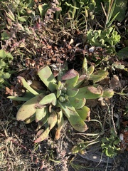 Dudleya caespitosa