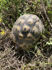 Testudo hermanni