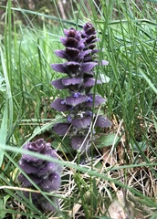 Ajuga pyramidalis