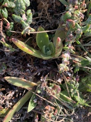 Dudleya caespitosa