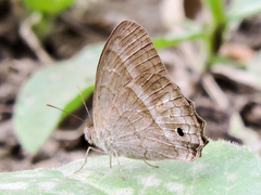 Cissia similis