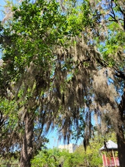 Tillandsia usneoides