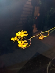 Trichocentrum biorbiculare