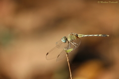 Diplacodes trivialis