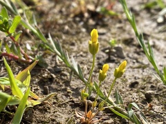 Cicendia quadrangularis