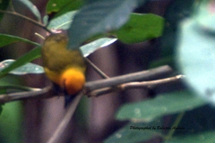 Ploceus brachypterus