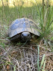 Testudo hermanni