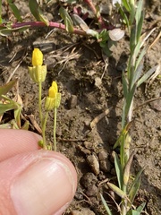 Cicendia quadrangularis