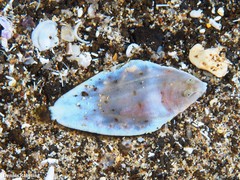 Synapturichthys kleinii