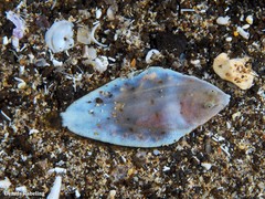 Synapturichthys kleinii