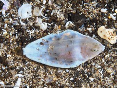 Synapturichthys kleinii