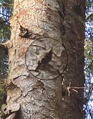 Certhia americana
