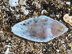 Synapturichthys kleinii