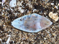 Synapturichthys kleinii