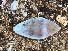 Synapturichthys kleinii