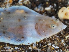 Synapturichthys kleinii