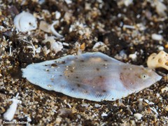 Synapturichthys kleinii