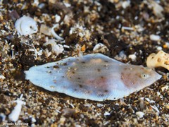 Synapturichthys kleinii