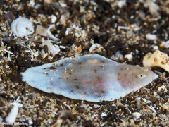 Synapturichthys kleinii