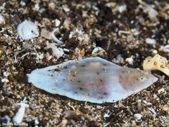 Synapturichthys kleinii