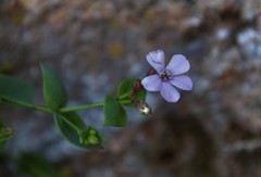 Petrocoptis glaucifolia